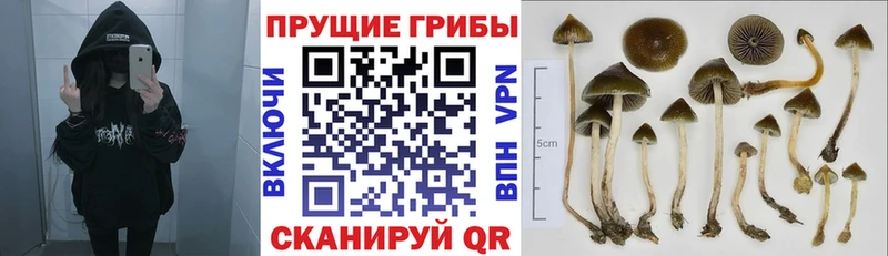 Псилоцибиновые грибы GOLDEN TEACHER Константиновск